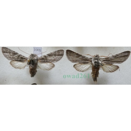 Dicranura ulmi (Denis & Schiffermüller, 1775) pair Slovakia100j